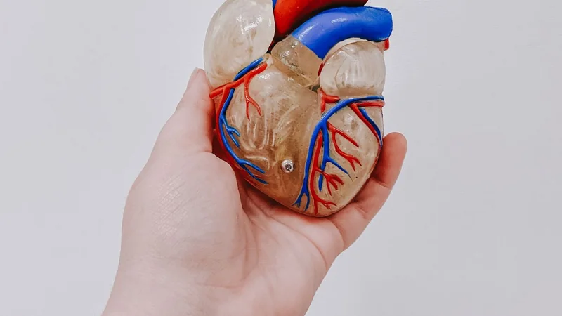 Modello anatomico del cuore e dei grandi vasi; non una rappresentazione di embolia